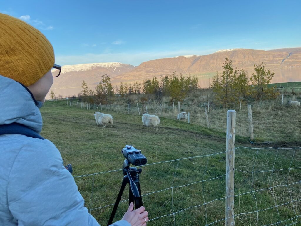 Icelandic Sheep Field Recording